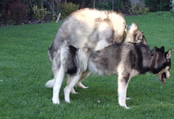 狗的交配视频,揭秘犬类交配行为